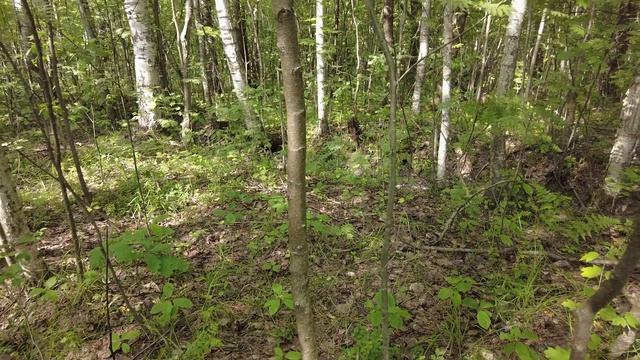 Грибы в начале июля.Белые и лисички.Засуха продолжается. смотреть онлайн