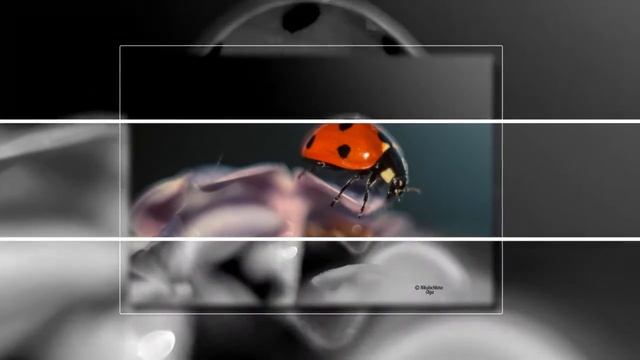 Божья Коровка - творение Бога Авторские фото, стихи//Ladybird Author's photos, poems смотреть онлайн
