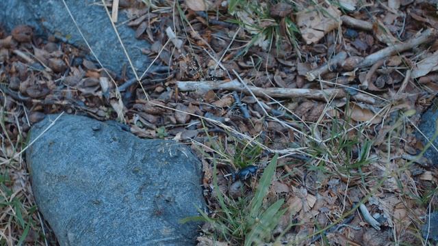 [7] SOLO Van CAMPING | Cooking breakfast in the woods | Outdoor Cooking | Dutch Oven | ASMR смотреть онлайн