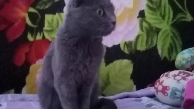 наша кошечка симка мы её взяли из приюта нам привезли её домой... у неё до нас была непростая судьб смотреть онлайн