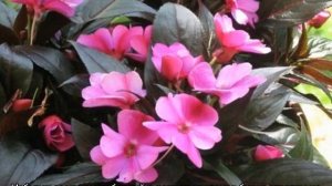 Почему опадают бутоны у бальзамина и как помочь растению