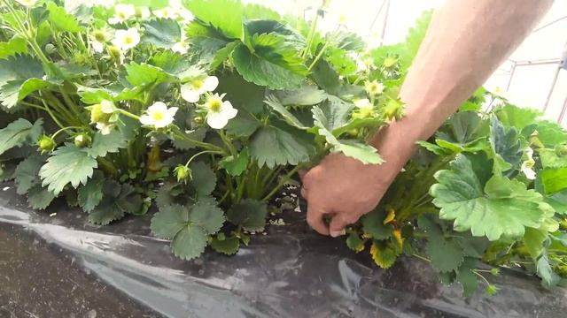 Флорентина - урожайный сорт ремонтантной клубники для грунта в теплице смотреть онлайн