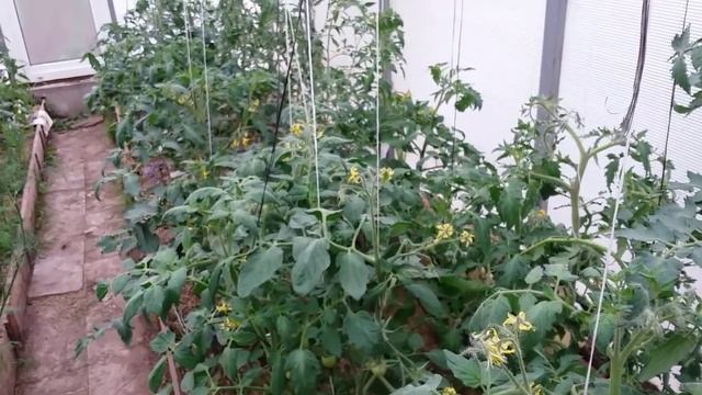 Ранний томат Любаша. Как выращивать? смотреть онлайн