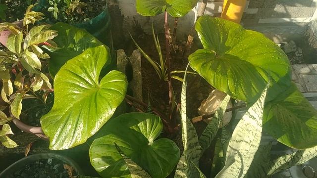 Homalomena Plant Care Tips