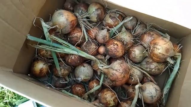 Озимый лук//открытие нового жителя моего огорода смотреть онлайн