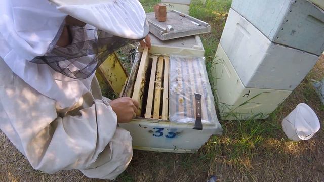 Отводки из отводков. Кориандр 2016. смотреть онлайн