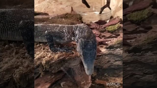 Удивительные животные: хамелеон, игуана, черепаха, австралийский палочник и попугай смотреть онлайн