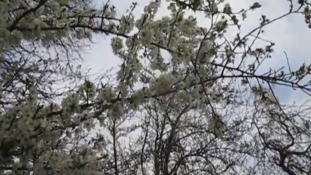 Алыча цветёт! смотреть онлайн