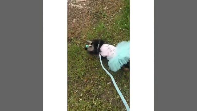 С йорком Анабель на даче. Пасха смотреть онлайн