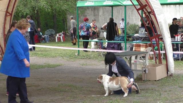 Бульдоги Воронеж12.05.2019г. смотреть онлайн