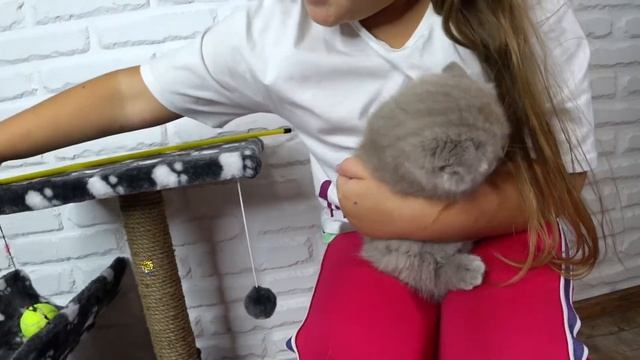 Сбылась моя мечта,мне подарили котёнка! Мой самый любимый питомец -Буся!!! Маленький комочек счасть смотреть онлайн