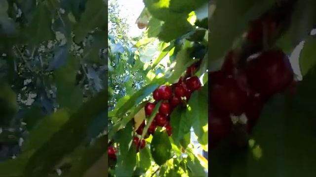 Черешня Кордія,плодоношення...... смотреть онлайн