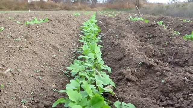 Сажаем чеснок с горчицей! смотреть онлайн