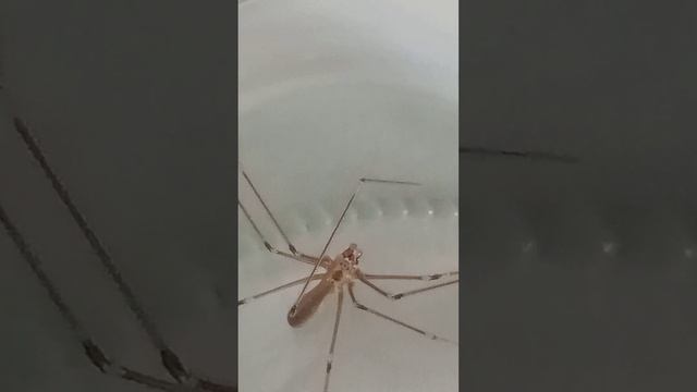 Паук - сенокосец под увеличением. смотреть онлайн