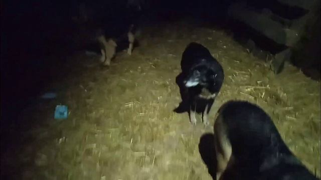 Собакам ни по чем , им всегда весело / Приют для собак г Ефремов смотреть онлайн