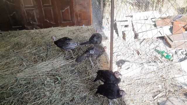 Индюшатник своими руками. смотреть онлайн