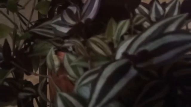 От парадонтита спасла традесканция смотреть онлайн