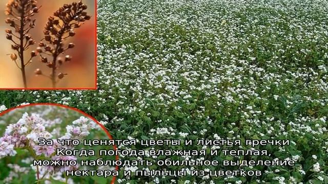 Как цветет гречиха: описание, ее польза и применение смотреть онлайн