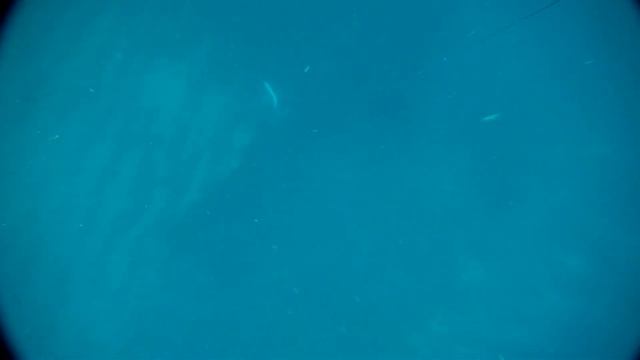 Spanish Mackerel PB - פלמידה לבנה - испанская макрель 14kg