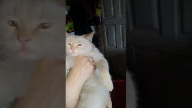 Темленая гречка с сосисками и капустой смотреть онлайн