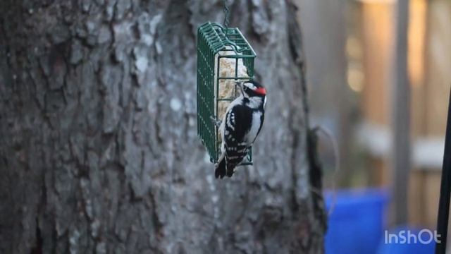 Дятел быстрее пулемета!!!