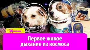 Белка и Стрелка – первые живые существа в космосе