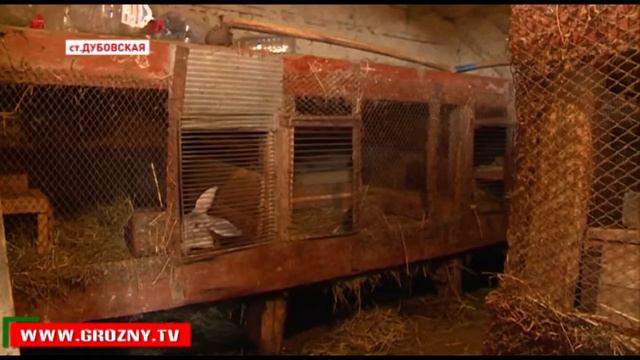 Сплетение интернациональных талантов смотреть онлайн