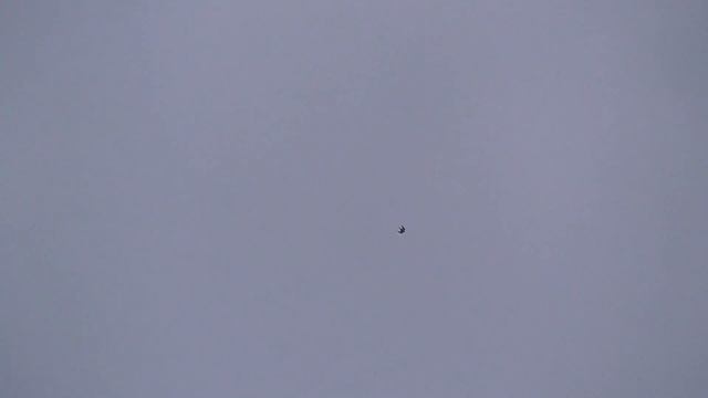 Жесть! Голубей атаковали сразу два Сокола Сапсана!!! Two Falcon Peregrine attacked the pigeons!!! смотреть онлайн