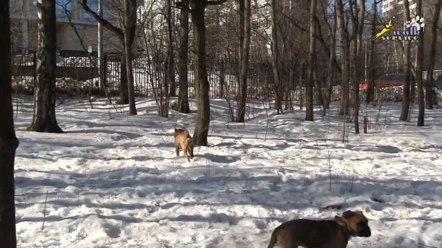 Содержание собаки в городе, проблемы воспитания и проблемы отношения населения к владельцам собак. смотреть онлайн