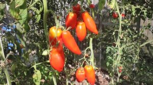 Сорт - "СИБИРСКИЙ КАЗАК". Томаты от Фёдора .