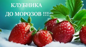 КЛУБНИКА ДО МОРОЗОВ!!! Десять классных сортов клубники НСД.