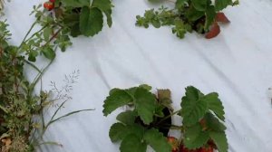 Клубника сорт Сенсация?. Фриго посадка май 2020.