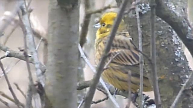 Как называется эта желтая птичка? смотреть онлайн