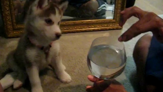 Щенку понравился звук от бокала