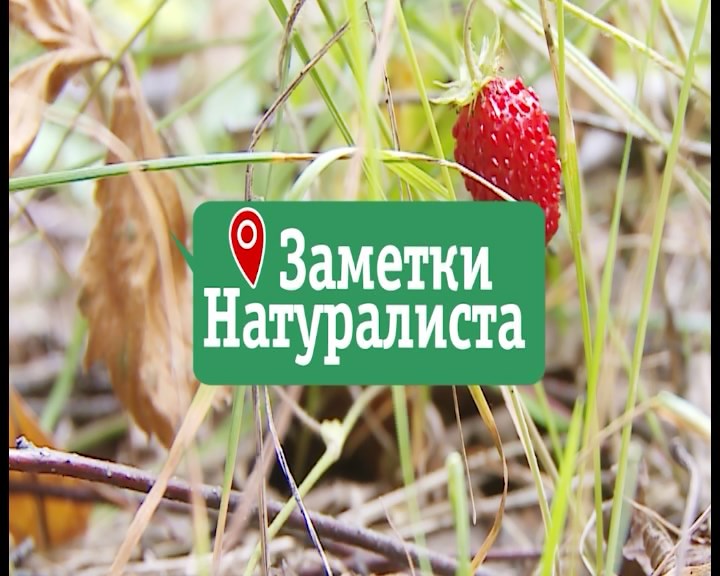 Заметки натуралиста 02.10.18