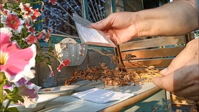 2021 - Открываю секрет как правильно собрать семена колокольчиков. Garden and flowers. смотреть онлайн
