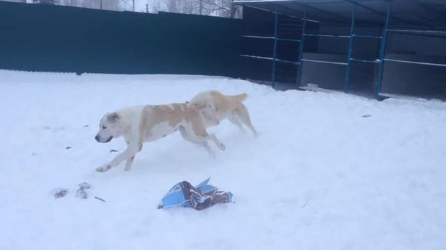 Потомки Рыжего Ходы в питомнике Давлет Хан