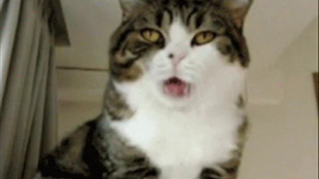 Большой кошачий секрет смотреть онлайн