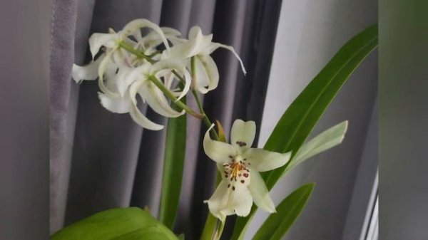 Dgmra. Winter Wonderland Wight Fairy