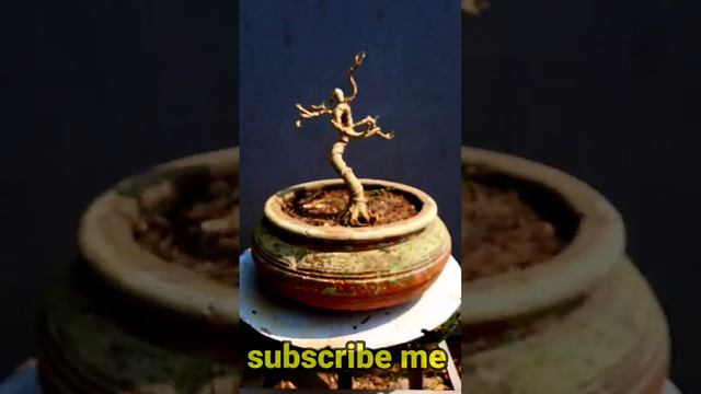 mini bonsai making#janabonsai #bonsai #ficus #banyan смотреть онлайн