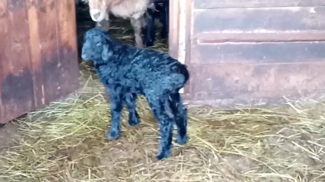 Эдильбаевские овцы 28.03.2020г. смотреть онлайн