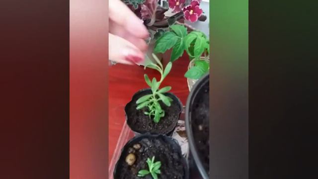 Прищипывание лаванды смотреть онлайн