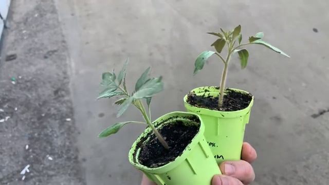 Быстрая рассада под искусственным светом. Делюсь опытом. смотреть онлайн