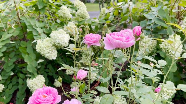 🌹 Portmeirion Rose // David Austin Romantic English Rose // AUSguard смотреть онлайн