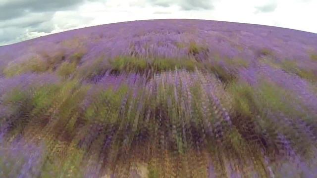 Самое большое лавандовое поле в Европе! Крым. смотреть онлайн