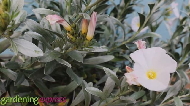 Plant Profile -  Convolvulus Cneorum