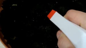 КАЛЛИЗИЯ ПЕРЕСАДКА И ПОСАДКА ЧЕРЕНКОВ КАЛЛИЗИИ CALLISIA