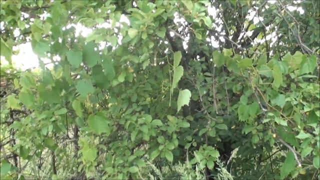 Участок с нуля без мужчин/ Что хочет женщина / День второй смотреть онлайн