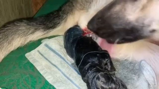 Рождение первого щенка ВЕО . The birth of the first Shepherd puppy . @ ВЕО ВЕО смотреть онлайн