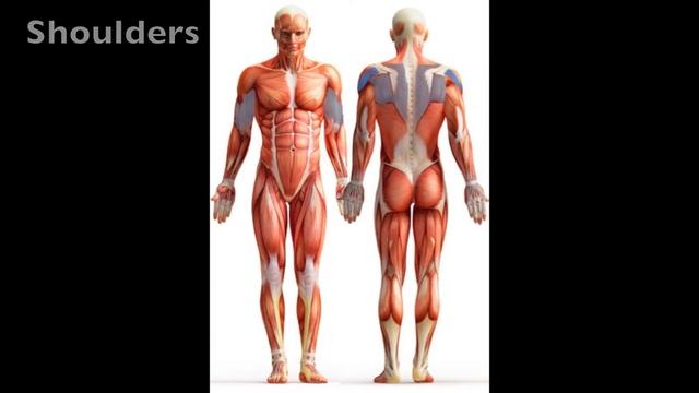 Pec Fly and Rear Delt/ Pectoral Fly and Rear Deltoid Machine смотреть онлайн